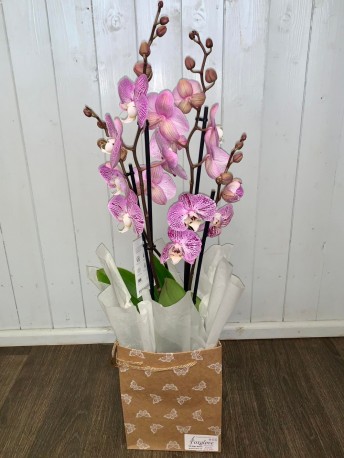 Potted Orchid In Gift Bag